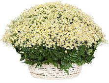 Цветочная композиция из Ромашки в корзине #REPLACE_PRED# Рощино Ставропольского края